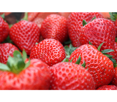 Jetzt Erdbeeren pflanzen