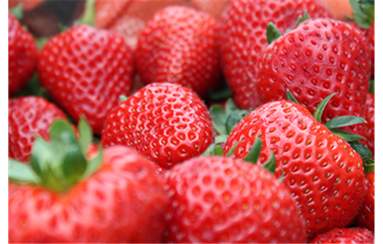 Jetzt Erdbeeren pflanzen