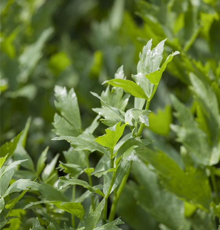 Levisticum officinale 'Verino'