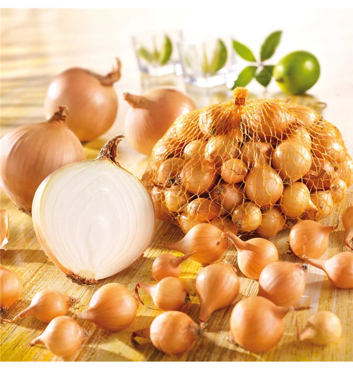 Kiepenkerl Zwiebel 'Stuttgarter Riesen'