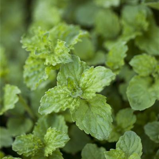 Limonaden Minze 'Limo'