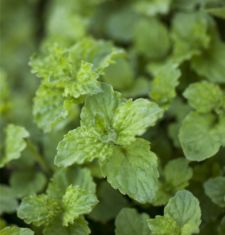 Mentha spicata 'Limo'