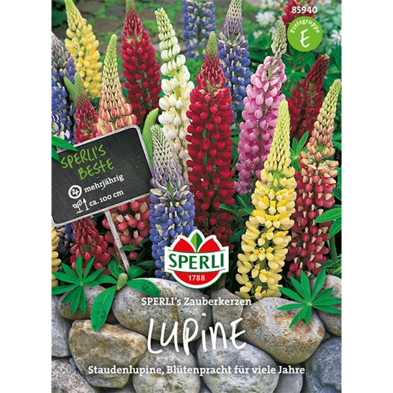 Garten-Lupine 'Zauberkerze'