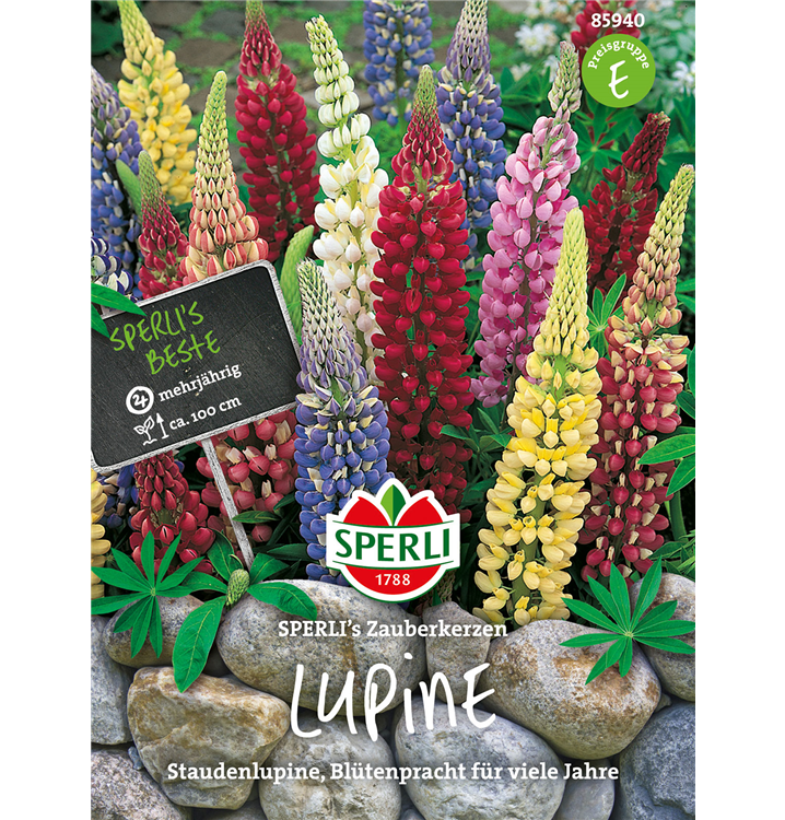 Lupinus polyphyllus 'Zauberkerze'