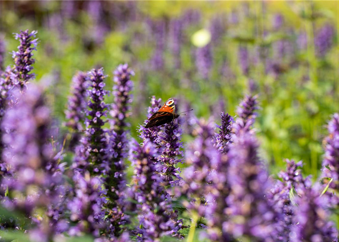 Agastache rugosa 'Black Adder'®