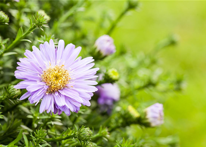 Aster dumosus