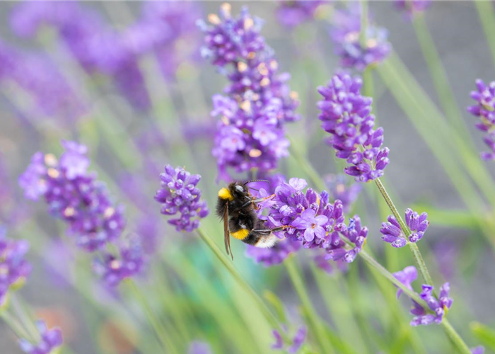 Lavandula angustifolia 'Blue Spirit'