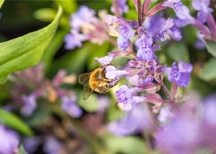 Nepeta faassenii