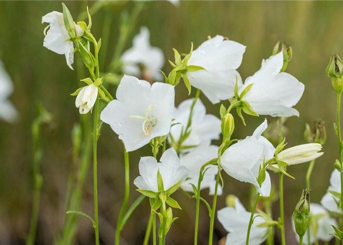 Campanula persicifolia 'Grandiflora Alba'