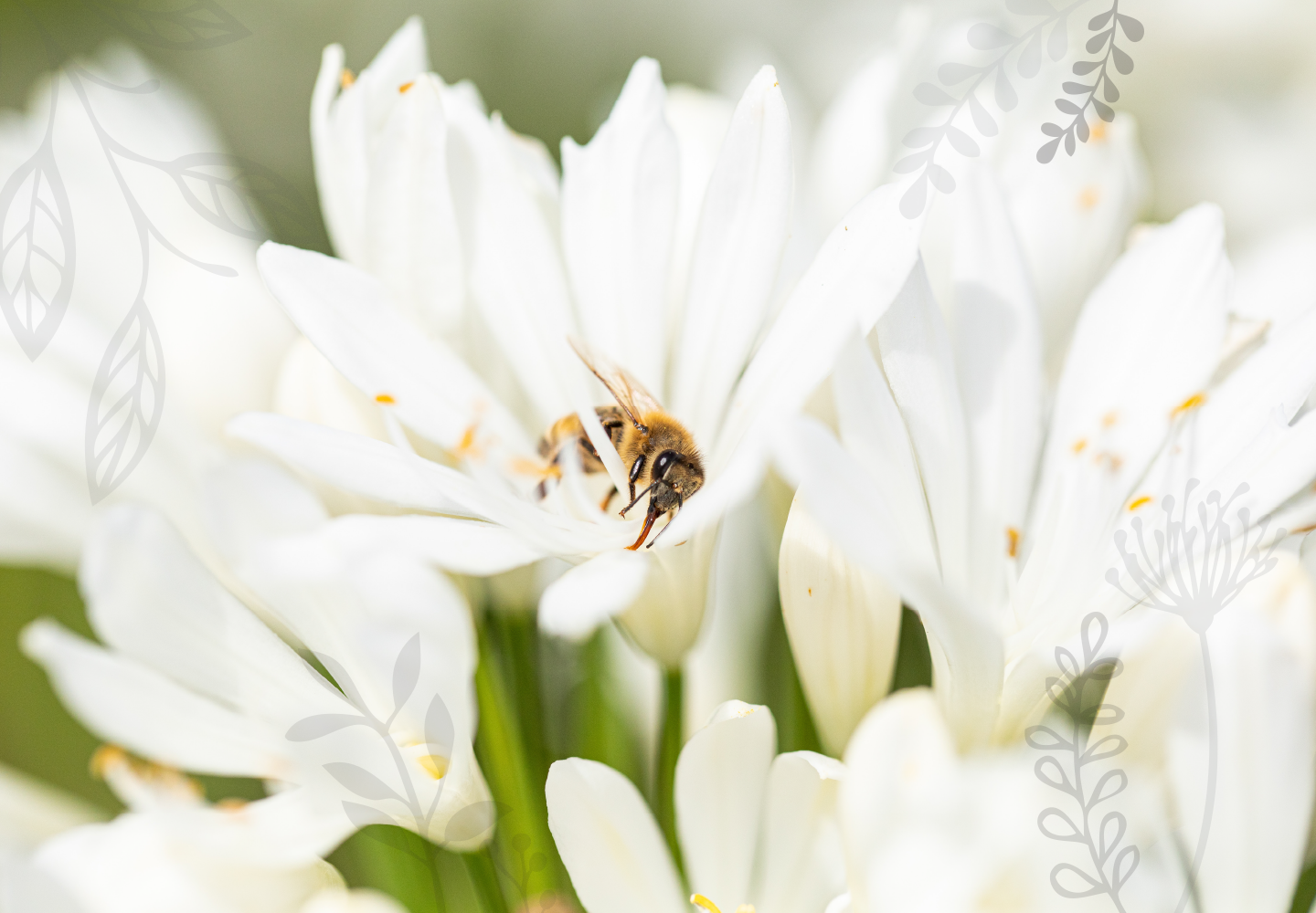 Biene auf weißer Blüte