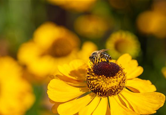 Helenium autumnale