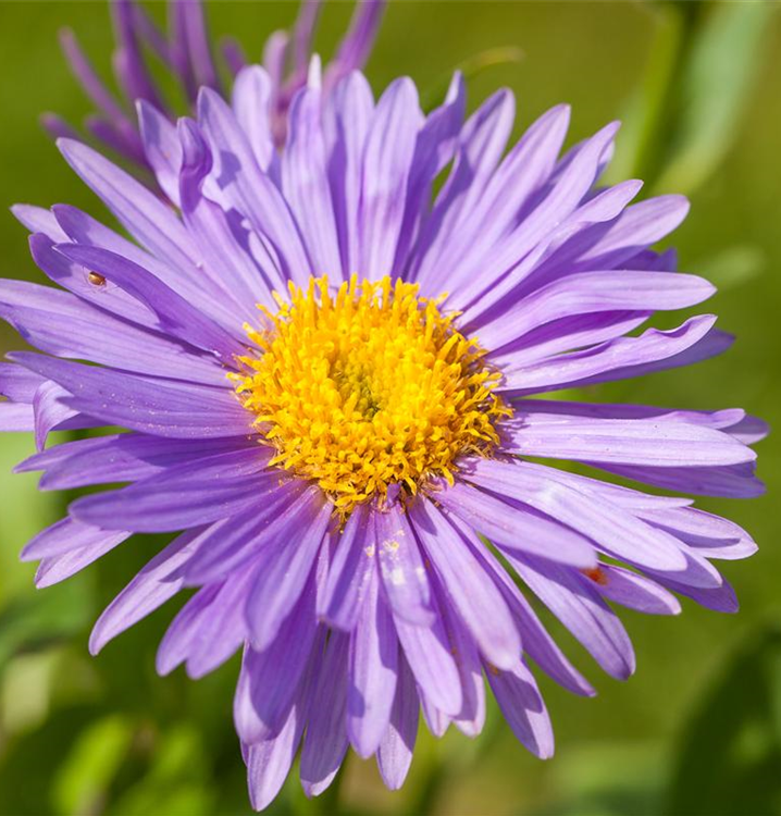 Aster alpinus