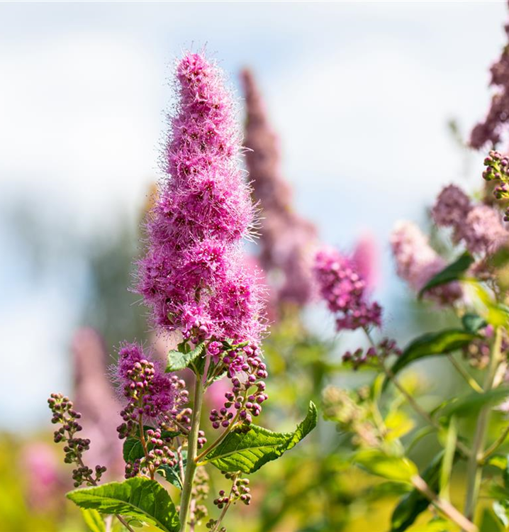 Spiraea billardii 'Triumphans'