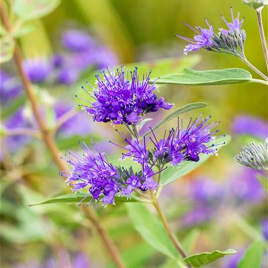 Bartblume 'Heavenly Blue'