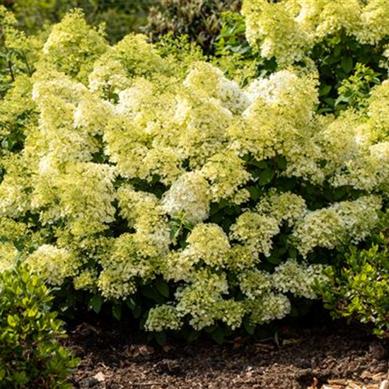 Rispenhortensie 'Bobo'®