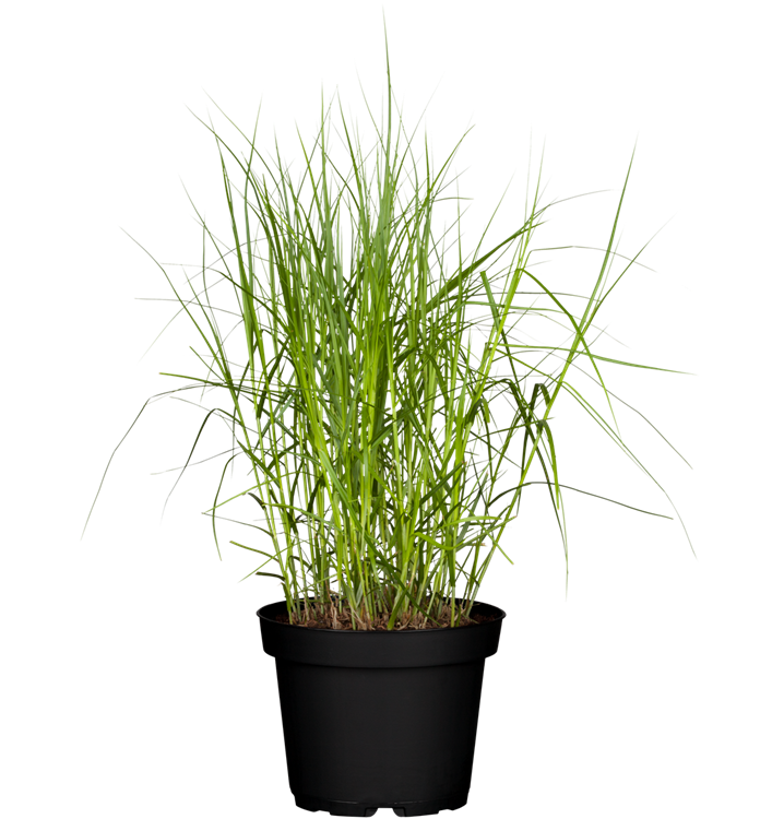 Palmwedel-Segge