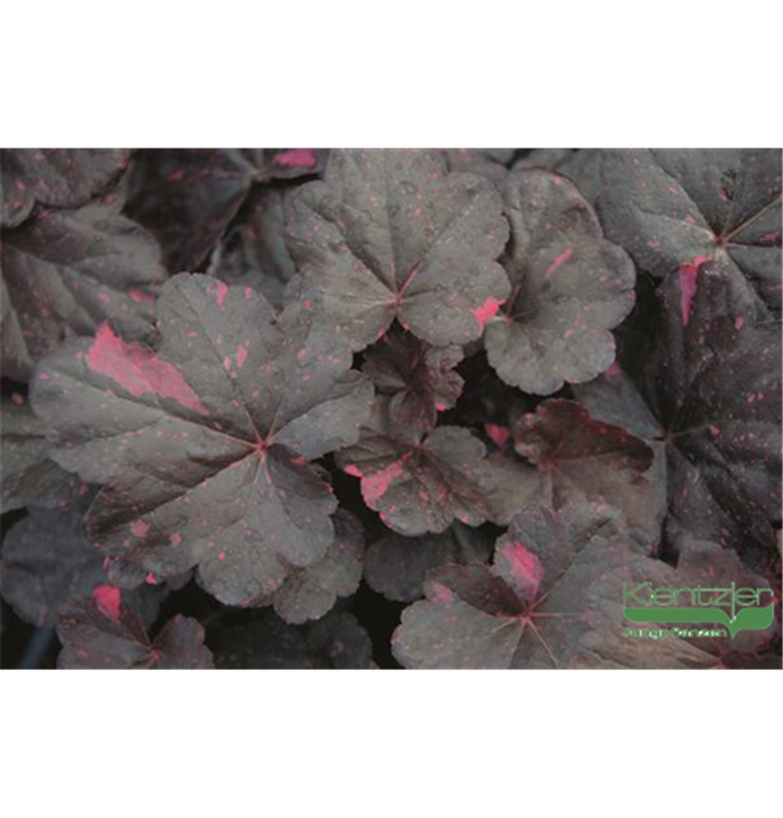 Heuchera micrantha 'Midnight Rose'®