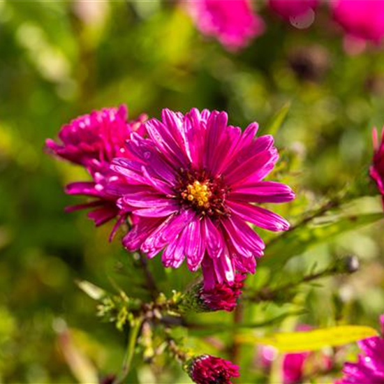 Garten-Glattblatt-Aster 'Royal Ruby'