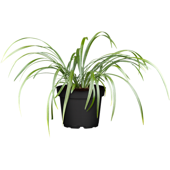 Garten-Glöckchentraube 'Moneymaker' Garten-Glöckchentraube 'Moneymaker'