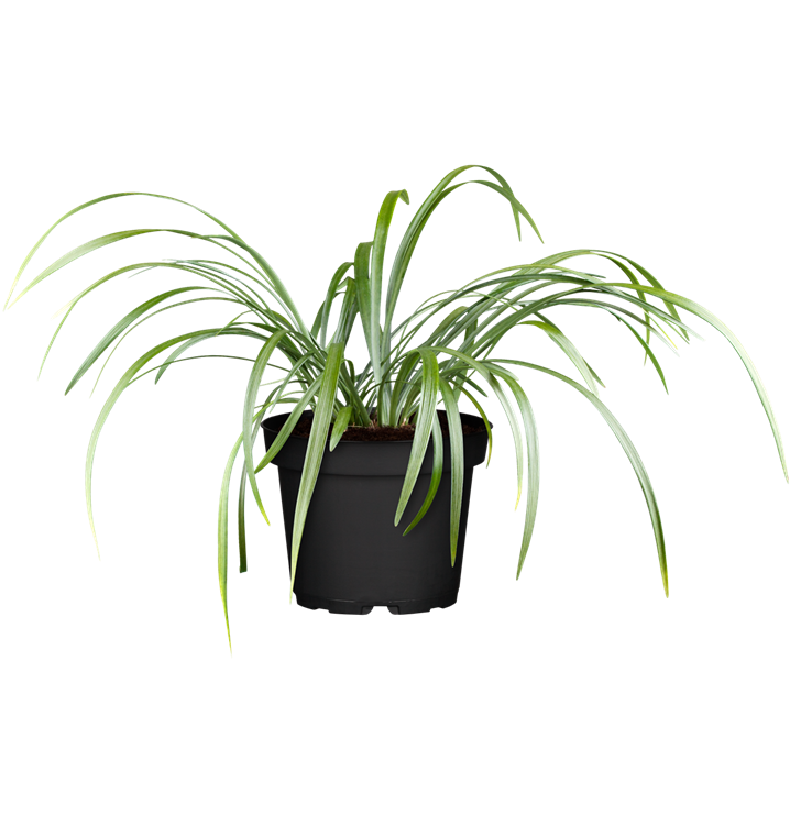 Liriope muscari 'Moneymaker'