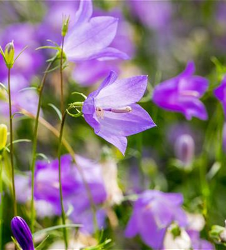 Campanula rotundifolia