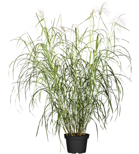 Garten-Chinaschilf 'Silberfeder'