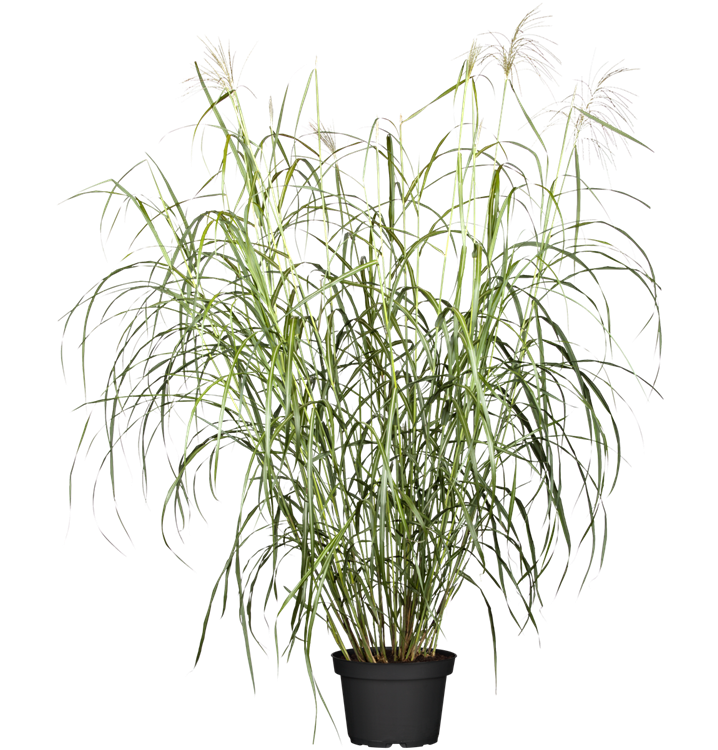 Miscanthus sinensis 'Silberfeder'