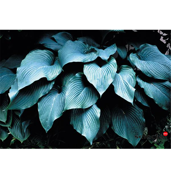 Hosta sieboldiana 'Blue Angel'