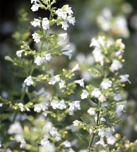 Calamintha nepeta 'Marvelette White' Calamintha nepeta 'Marvelette White'