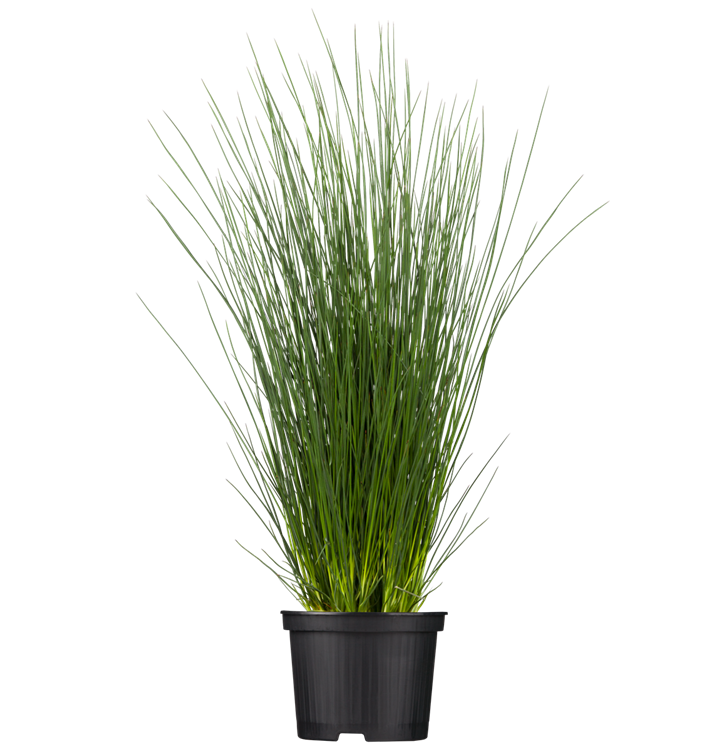 Juncus inflexus