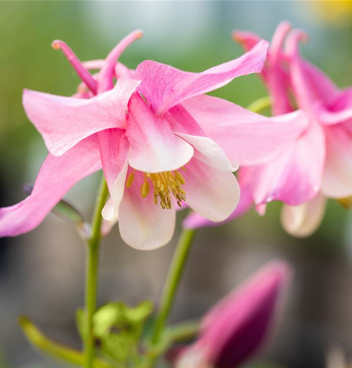 Aquilegia caerulea 'Spring Magic® Rose & White'