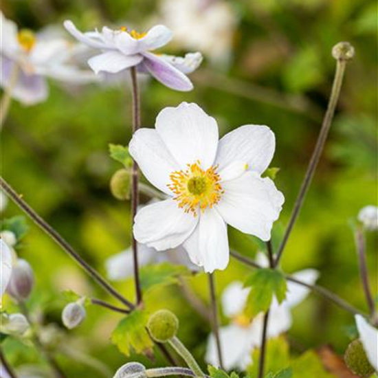 Garten-Herbst-Anemone 'Whirlwind'