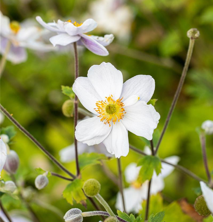 Anemone japonica 'Whirlwind'