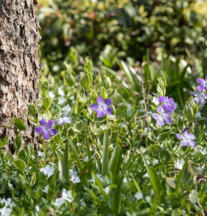 Vinca minor 'Rom'