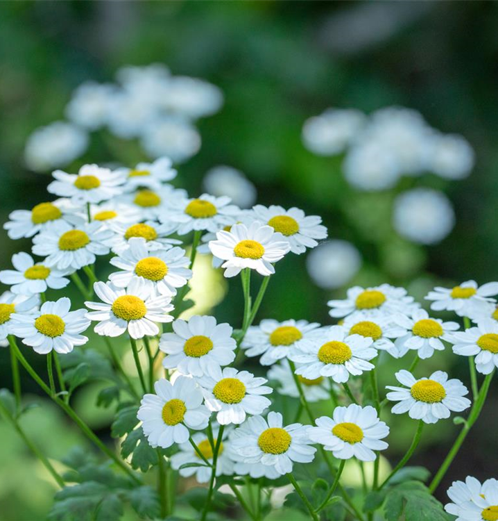 Arctanthemum arcticum