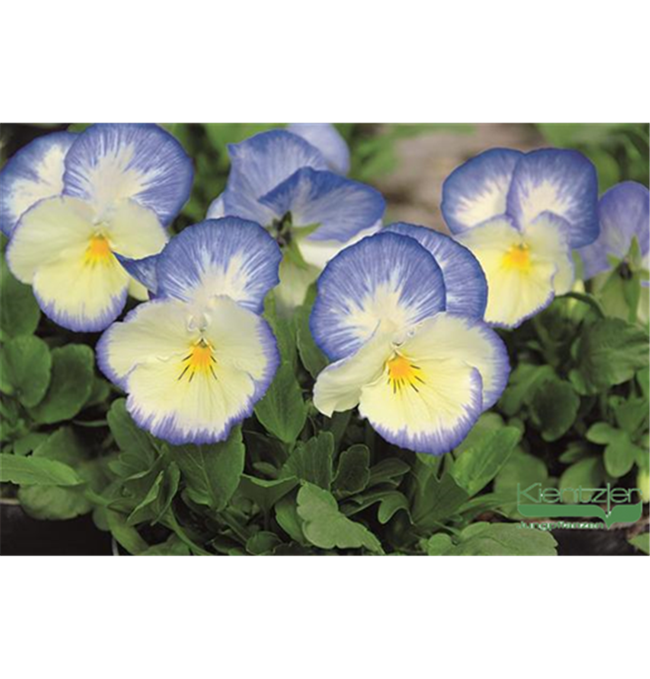 Viola cornuta 'Blaue Schönheit'