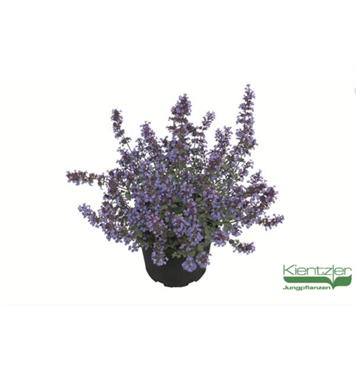 Nepeta x faassenii 'Kit Cat'