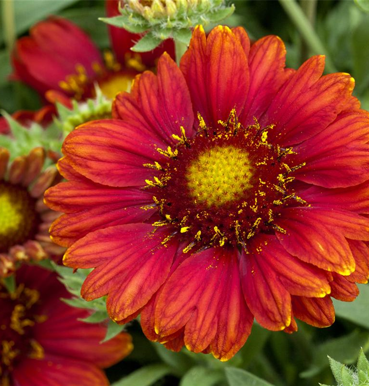 Gaillardia x grandiflora 'African Sunset'