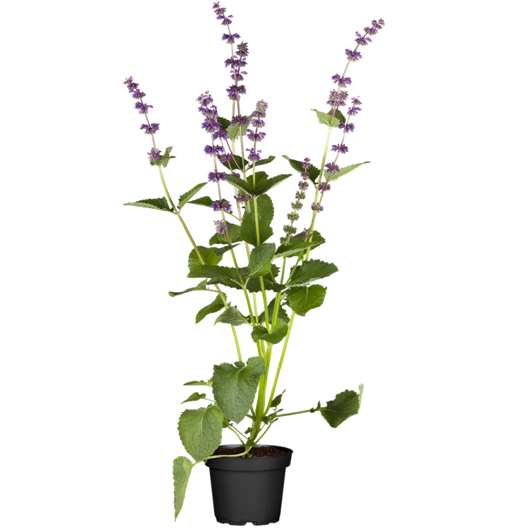 Salvia verticillata 'Endless Love'®