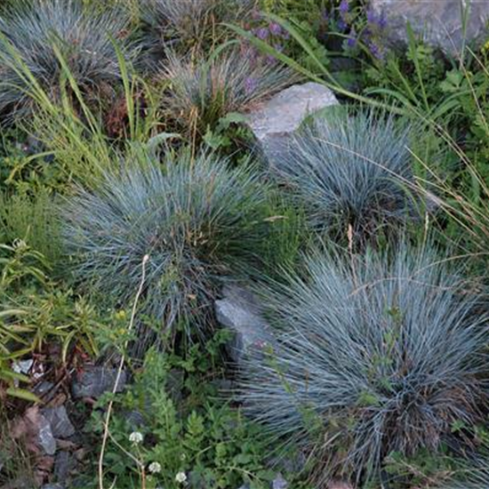 Kleiner Garten-Blau-Schwingel 'Glaucantha'