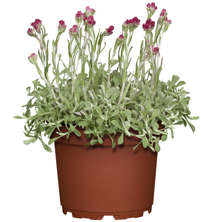 Antennaria dioica 'Rosea'