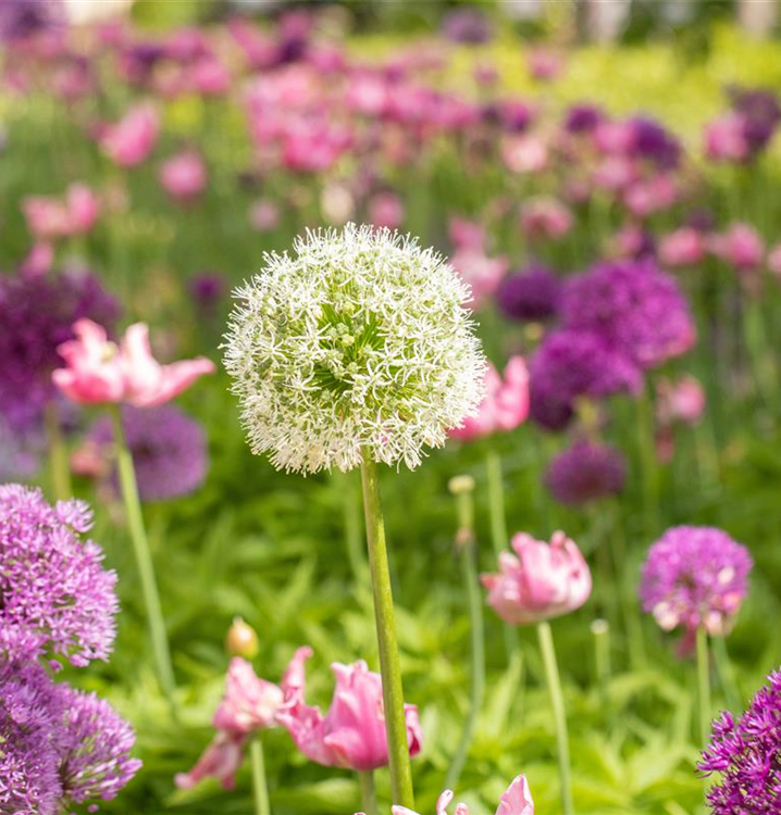 Allium stipitatum 'Mount Everest'