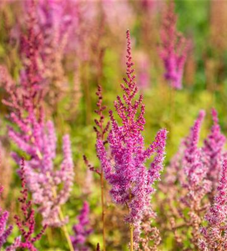 Lanzen-Astilbe 'Purpurlanze' Lanzen-Astilbe 'Purpurlanze'