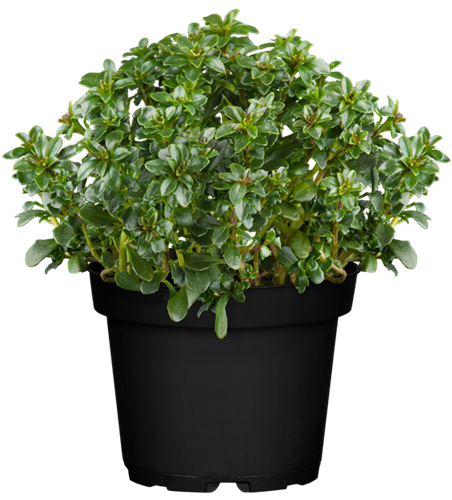 Iberis sempervirens 'Pink Ice' -R-