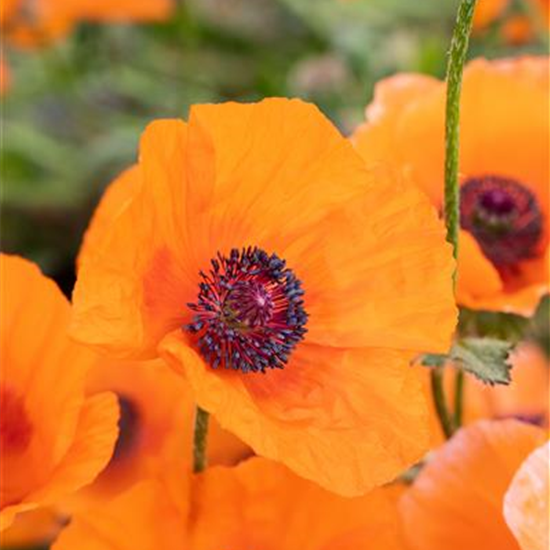 Orientalischer Garten-Mohn 'Harvest Moon'