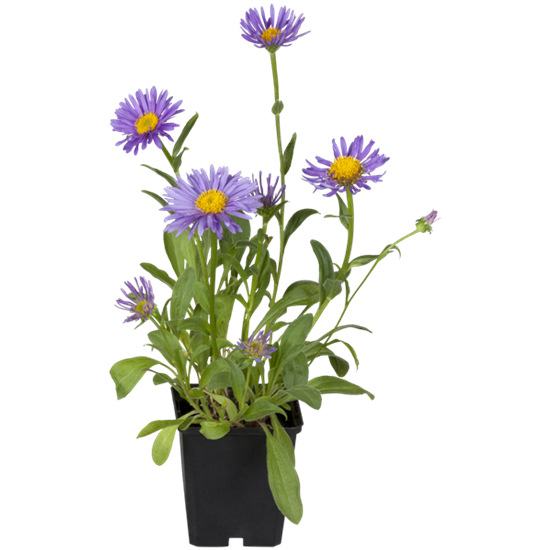 Sommer-Aster