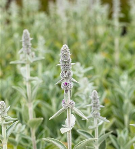 Matten-Woll-Ziest 'Silky Fleece' Matten-Woll-Ziest 'Silky Fleece'