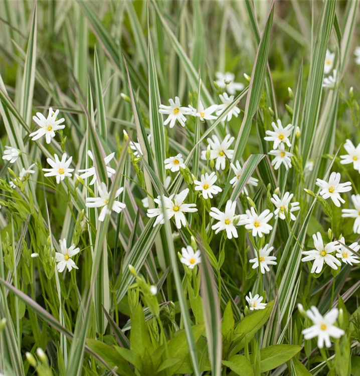 Stellaria holostea