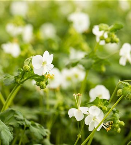 Geranium macrorrhizum 'White Ness'