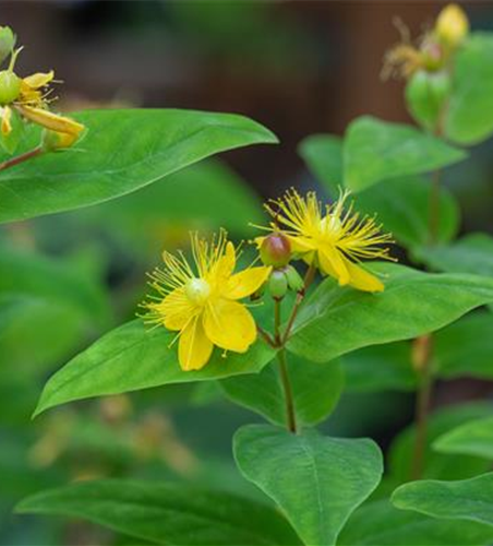 Hypericum perforatum